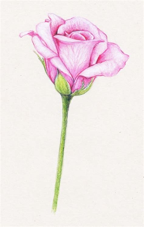 A Drawing Of A Single Pink Rose On A White Background With The Stem