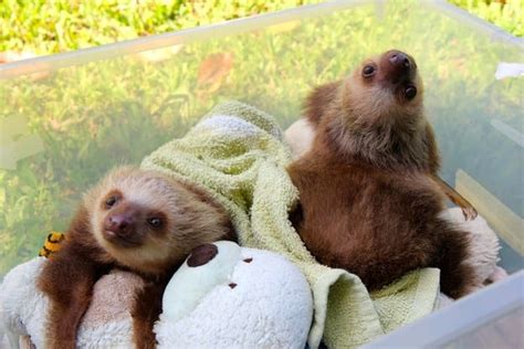 21 Super Cute Sloths The Hollywood Gossip