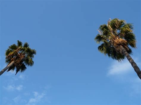 Palm Trees Tree Sky Photos In  Format Free And Easy Download
