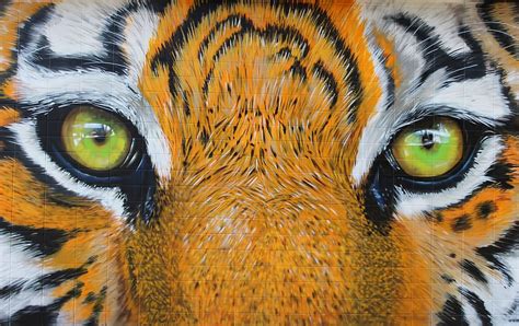 Hd Wallpaper Close Up Photo Of Tigers Eye Painting Eyes Predator