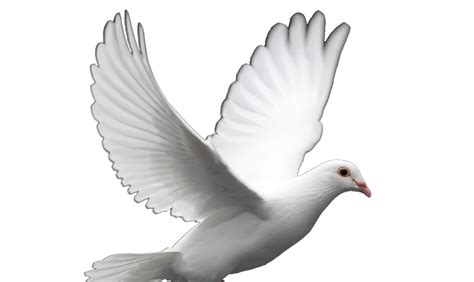 Download Dove White Pigeon Hq Image Free Hq Png Image Freepngimg