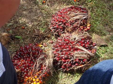 The sustainable production and harvesting of palm oil is imperative. Geog Blog: Oil Palm plantations