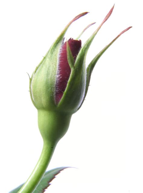 Rose Bud Free Photo Download Freeimages