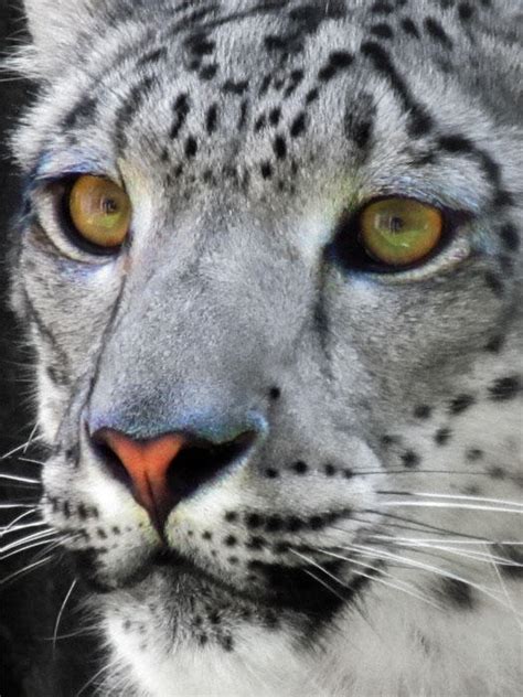 Texture Snow Leopard Face By Lupas Deva On Deviantart