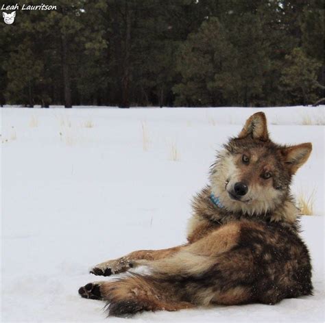 Field Notes Mexican Gray Wolf Recovery Program Fall — Winter 2020 By