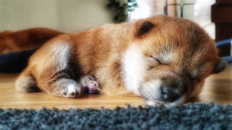 Cutest Shiba Inu Puppy Ever Youtube