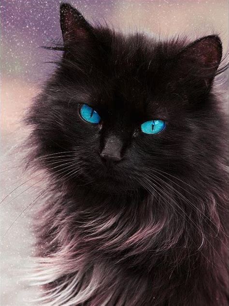 Gorgeous Blace Cat Baby With Blue Eyes Styles Time Cats Beautiful