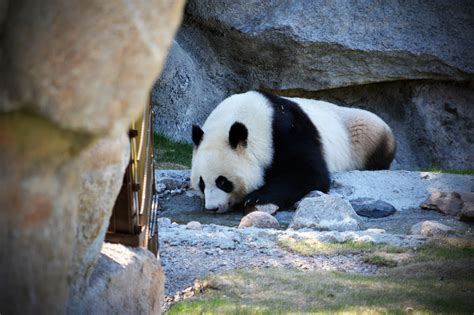 The Giant Pandas Will Remain In Finland For The Time Being Nord News