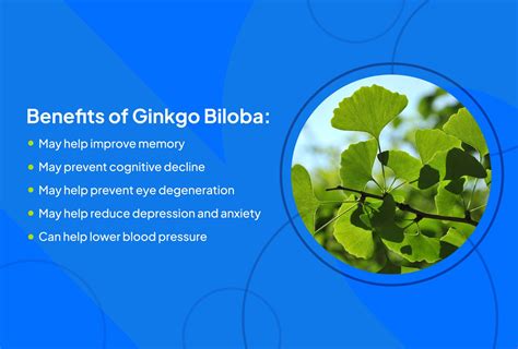 Ideally Title Specification Ginkgo Biloba Benefits For Skin