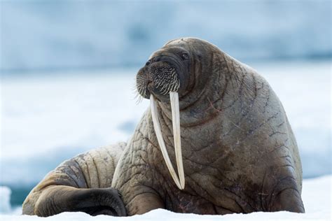 Is A Walrus A Mammal Nature Science Life