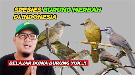 Jenis Burung Merbah Di Indonesia Burung Trucuk Termasuk Sekolah