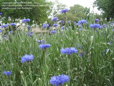 Plantfiles Pictures Centaurea Bachelors Button Cornflower Blue Boy