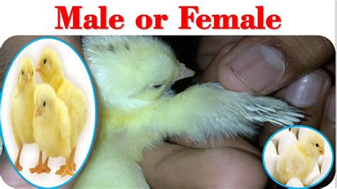 How To Identify Male And Female Chick Youtube