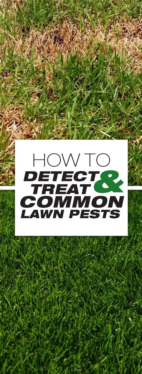 How To Detect And Treat Common Lawn Pests This Article Is All About