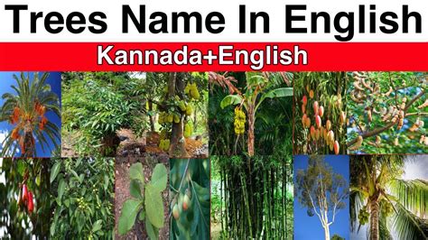 Tree Names With Pictures In Kannada And English Trees ಮರಗಳು Trees