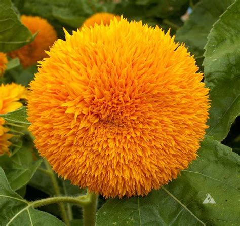 Sunflower Dwarf Sungold Helianthus Annuus Applewood Seed Co