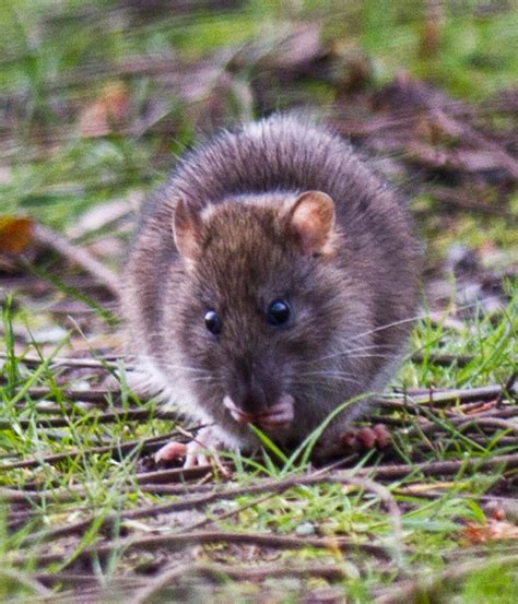 Cute Wild Rats Flickr Photo Sharing