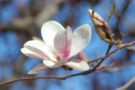 Saucer Magnolia Trees Picture Growing Information