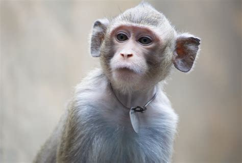 Monkey With Mutation In Top Autism Gene Shows Social Problems