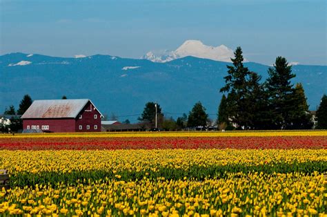 Jerome Soliz Skagit Valley Tulip Farm