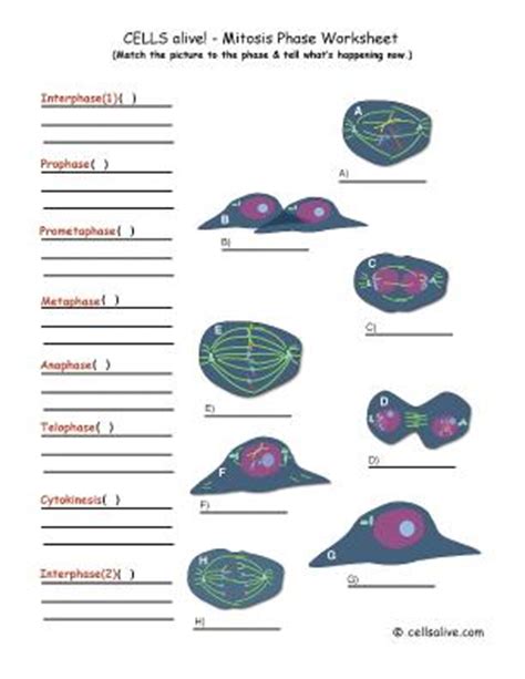 Chromosomes condense, nuclear membrane dissolves, homologous chromosomes form bivalents, crossing over occurs. LifeSciTRC.org - Cells alive! - Mitosis Phase Worksheet