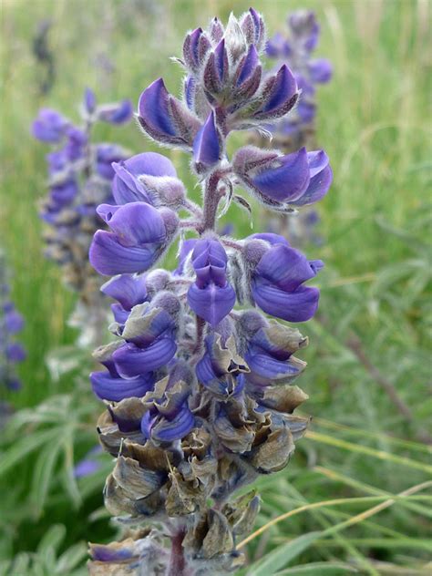 Hairy Stem And Bracts Photos Of Lupinus Argenteus Fabaceae