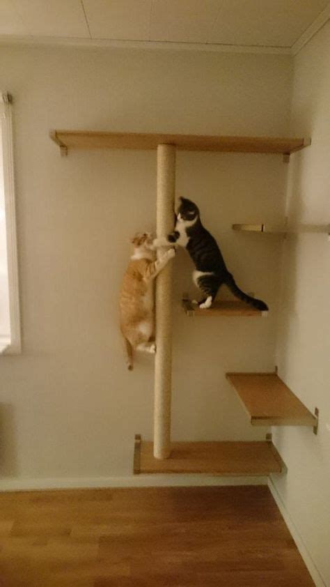 Cave lion fashions fantastic cat shelves from a billy bookcase. Cats furniture ideas climbing wall 61+ Ideas for 2019 ...