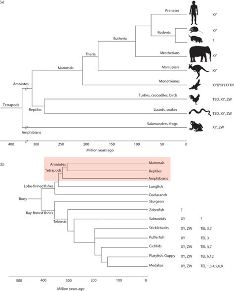 Phylogeny And Sex Determination Systems In Vertebrates A Tetrapods