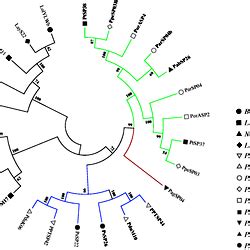 Molecular Phylogenetic Analysis Of The Salivary Sand Fly Yellow Protein Families