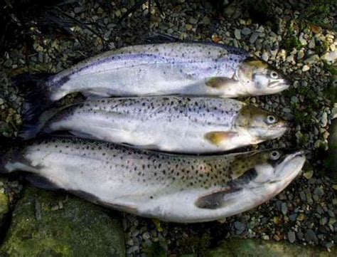 The most obvious difference between salmon and brown trout may be found in the head and tail areas. Difference Between Sea Trout and Salmon