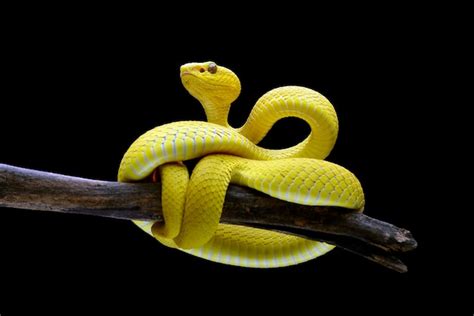 Premium Photo A Yellow Snake Is Sitting On A Branch