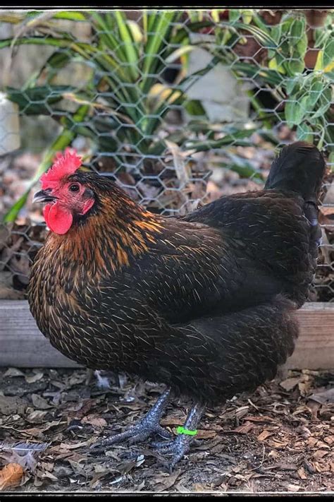 black sex link chicken eggs height size and raising tips