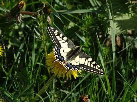 La Farfalla Natura Coda Di Rondine Foto Gratis Su Pixabay Pixabay