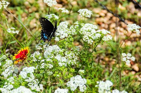 Black Swallowtail Butterfly In The Texas Wildflowers Stock Photo