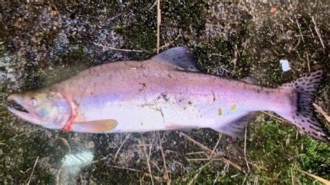 Pink Salmon Reported On The River Irvine Fisheries Management Scotland