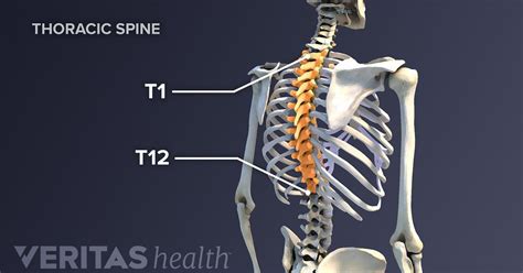 Anatomy Of The Thoracic Spine Spine Anatomy