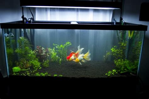 75g Planted Oranda Tank The Planted Tank Forum Fish Tank Terrarium