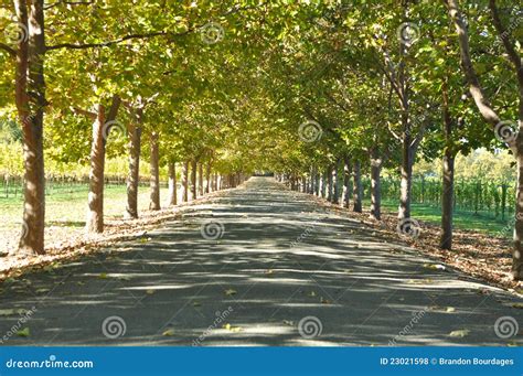 Alley Of Trees Stock Photo Image Of Shine Alley Journey 23021598