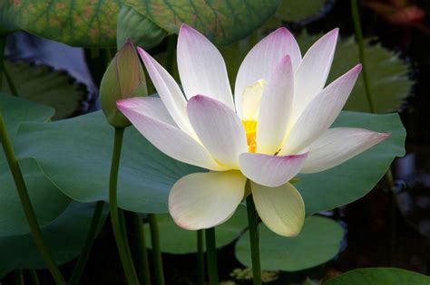 Lotus Flower Hd Wallpapers