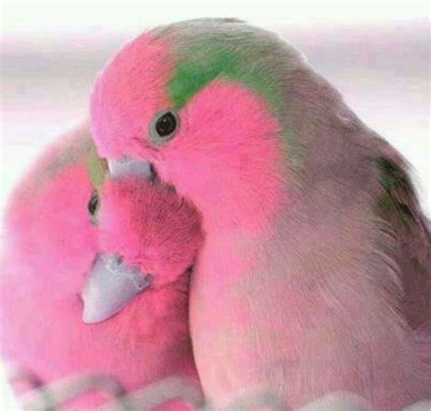 Pink Parakeets Pinned By Bree Williams Photography Beautiful Birds