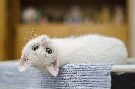 ¿cómo Se Reproducen Los Gatos Razas De Gatos
