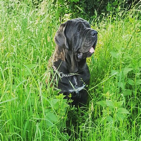 A Large Black Dog Sitting In Tall Grass