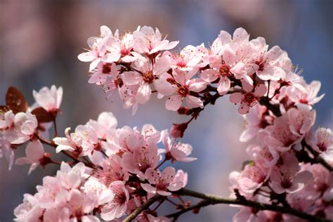 Pink Plum Blossoms Picture Free Photograph Plum Blossom Blossom Pink