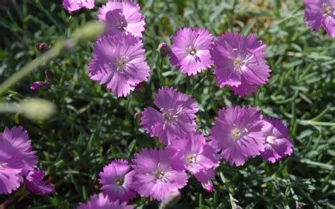 2 rutschen und 1 sandkasten für 333.333 punkte quest 95: Dianthus gratianopolitanus 'La Bourboule' - Zwerg-Pfingst ...