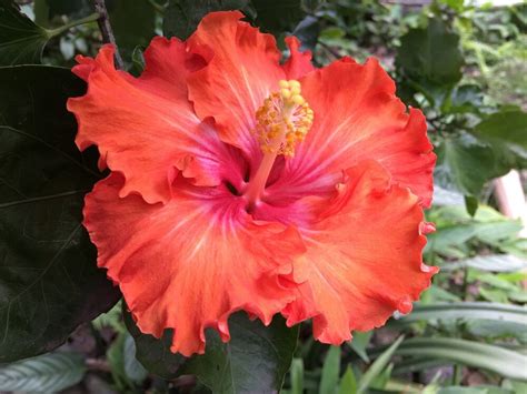 Ecco alcuni nomi ispirati ai fiori che sono perfetti per una neonata: Fiori esotici: la top 5 dei più belli | Blog di fiori e ...