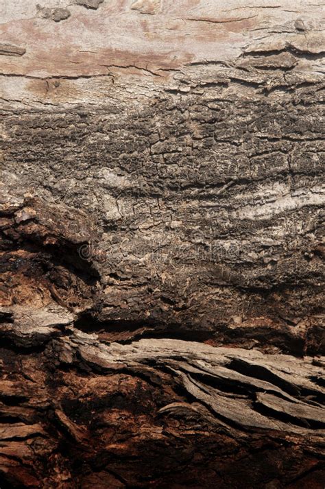 Abstract Brown Tree Bark Stock Image Image Of Fabric 16869779