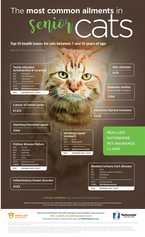 Common Ailments In Senior Cats Pet Health Insurance And Tips