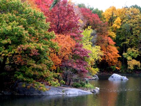 Autumn Trees Along Lake In Central Park Background Image