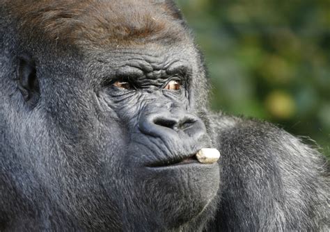 Cameroon Gorillas Gave Rise To Half Of The Known Aids Viruses