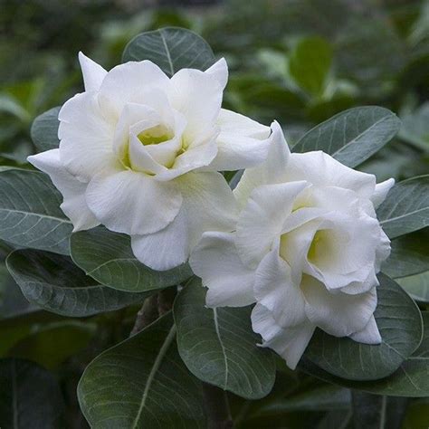 Desert Rose ‘snow White Adenium Obesum Hybrid Adeniums The
